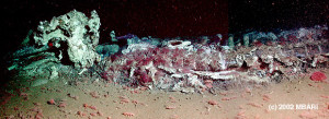 Photomontage of the whale fall in Monterey Canyon, as it appeared in February 2002, soon after its discovery. Note the large numbers of red worms carpeting its body. The small pink animals in the foreground are scavenging sea cucumbers.